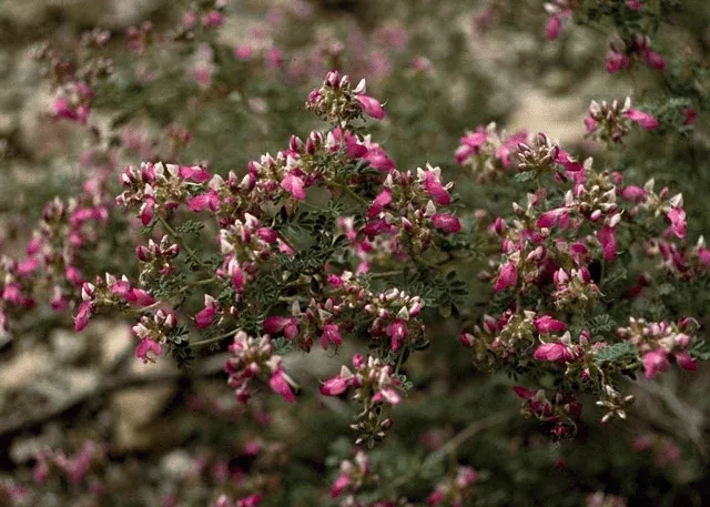 Black Dalea