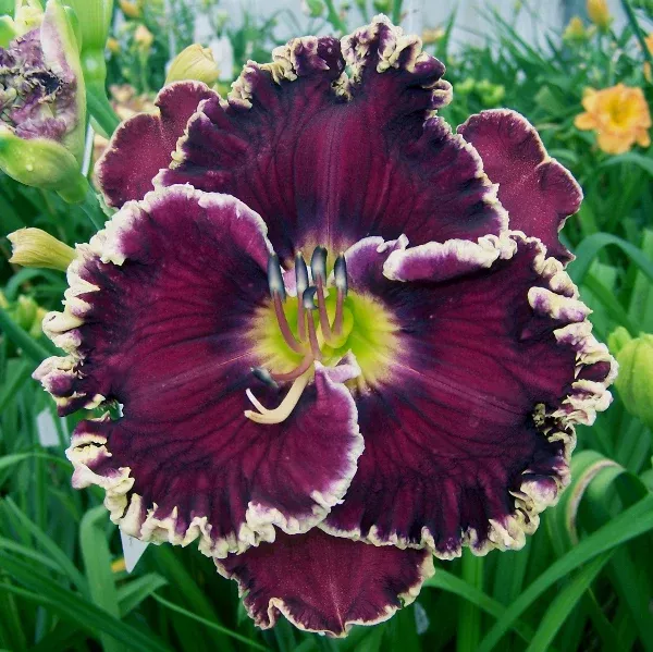 Black Dazzler