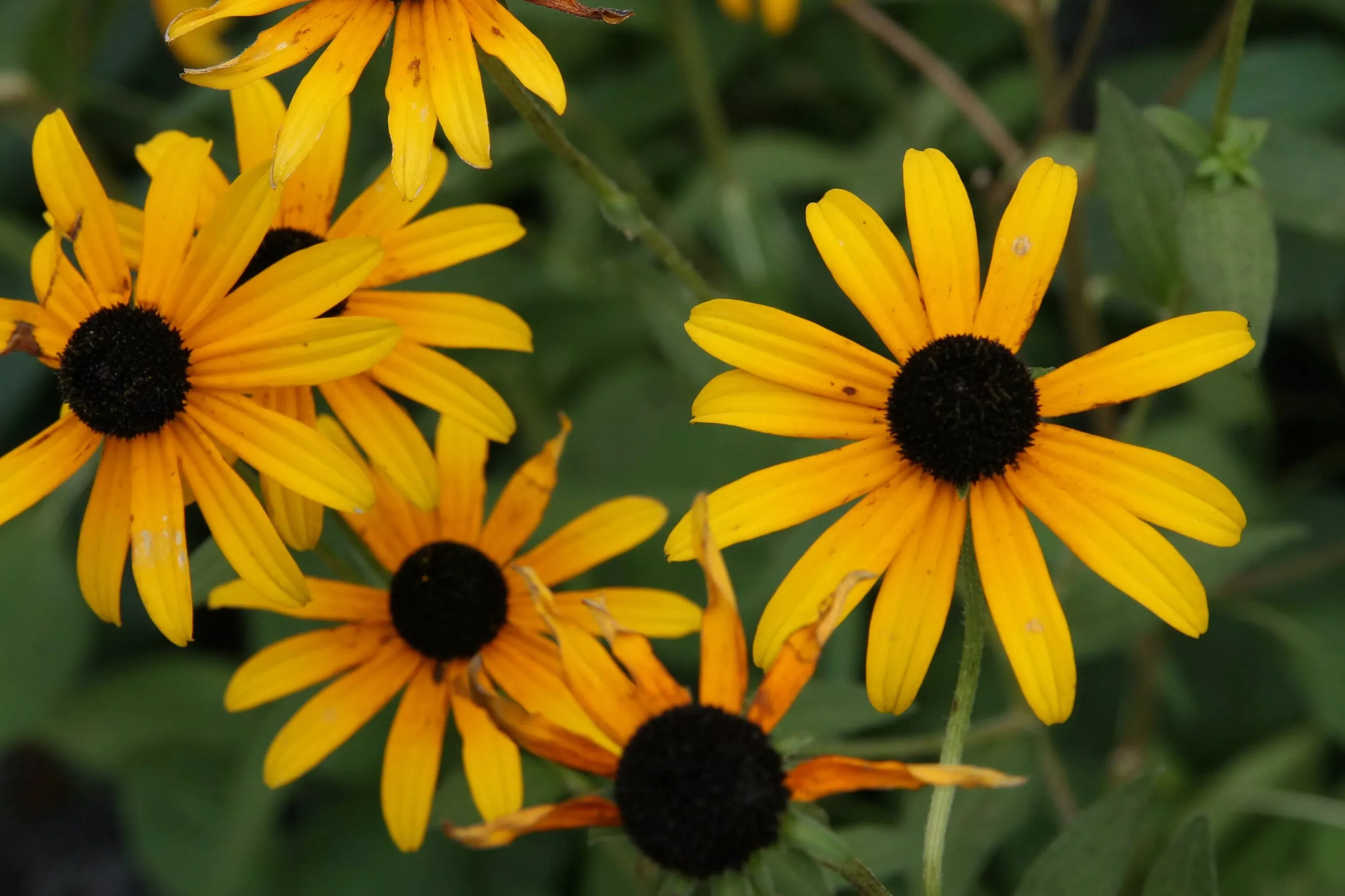 black-eyed-susan-goldsturm Black-eyed Susan Goldsturm