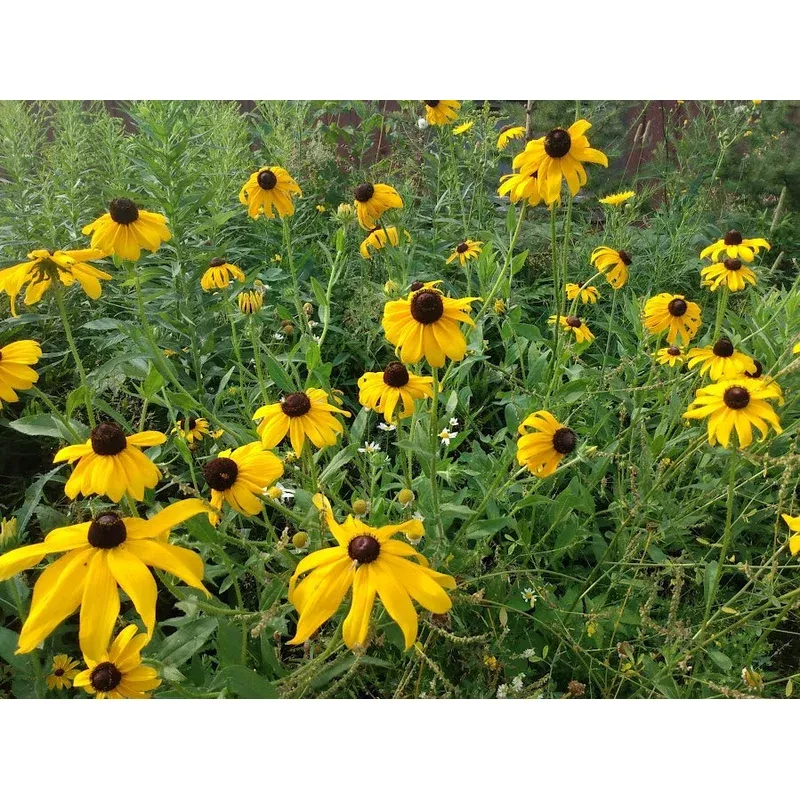 Black Eyed Susan (Rudbeckia hirta)