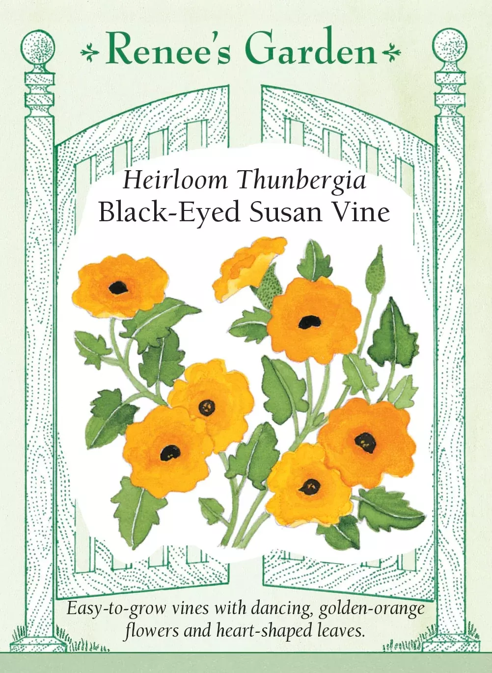black-eyed-susan-vine Black-Eyed Susan Vine