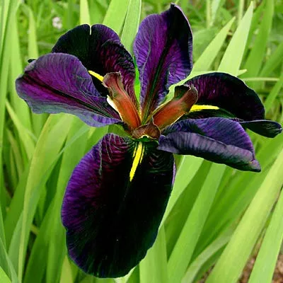 black-gamecock-louisiana-iris Black Gamecock Louisiana Iris
