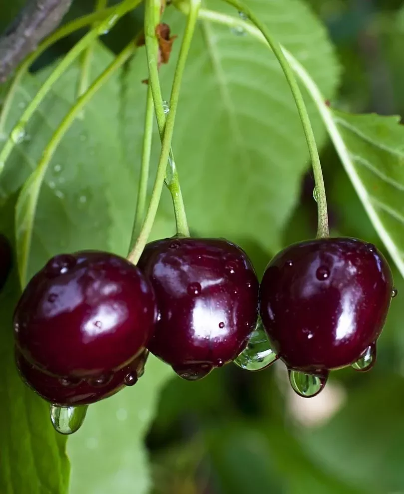 black-gold-cherry Black Gold Cherry