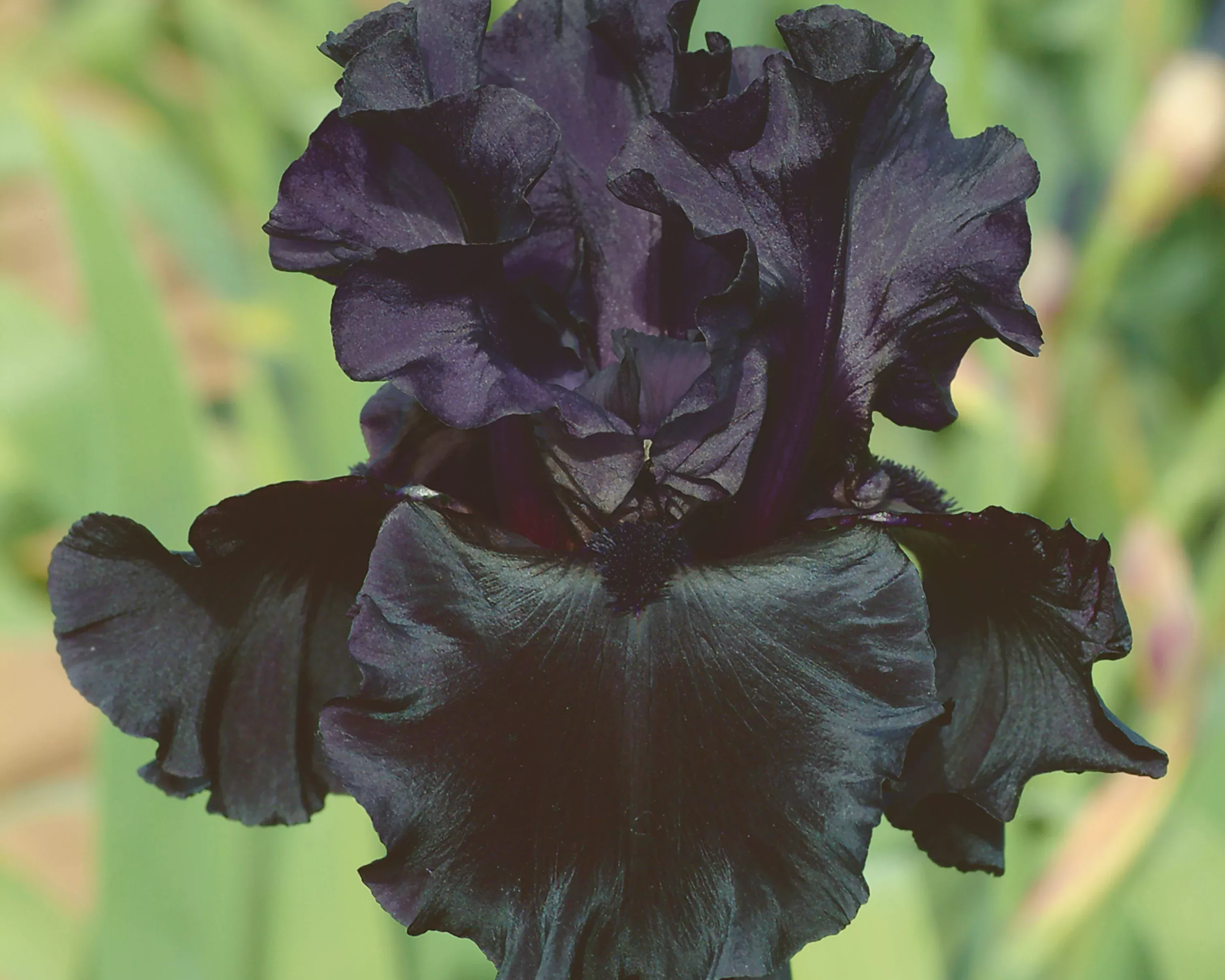 Black Is Black
