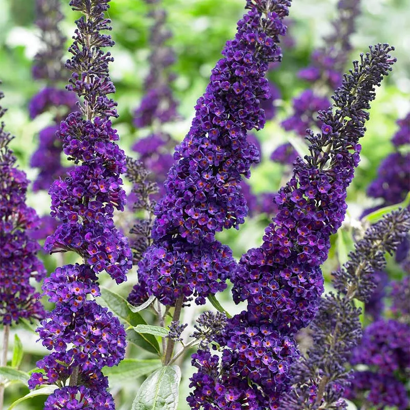 black-knight-butterfly-bush Black Knight Butterfly Bush
