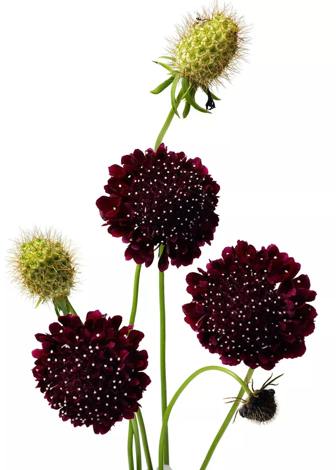 Black Knight Scabiosa Seeds - Sixalix atropurpurea