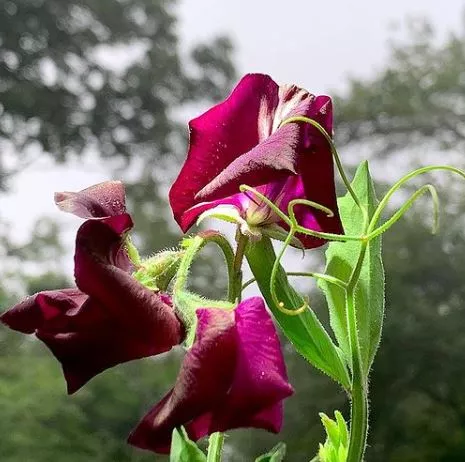 black-knight-sweet-pea Black Knight Sweet Pea