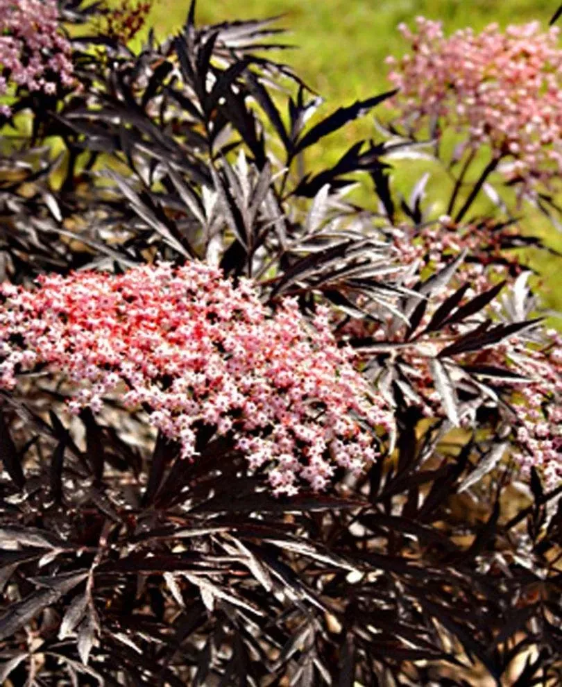 Black Lace Elderberry