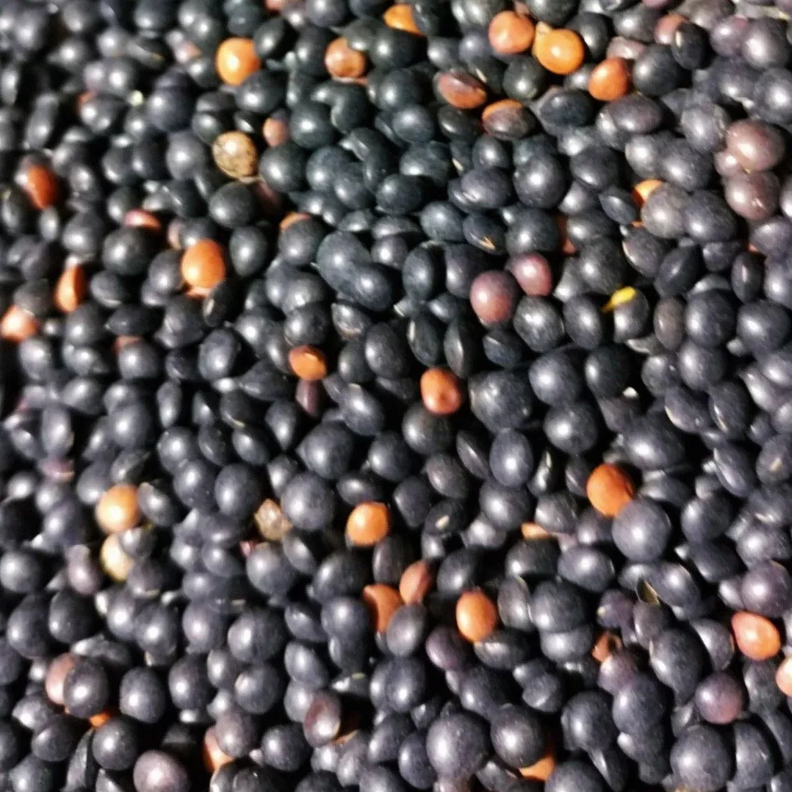 black-lentil Black Lentil