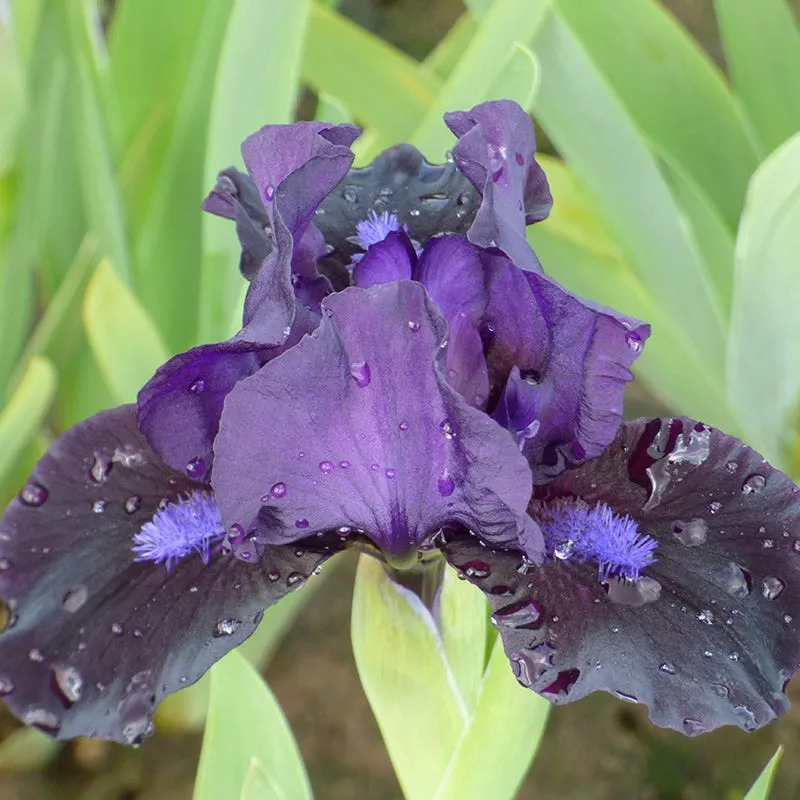 black-lightning-bearded-iris Black Lightning Bearded Iris