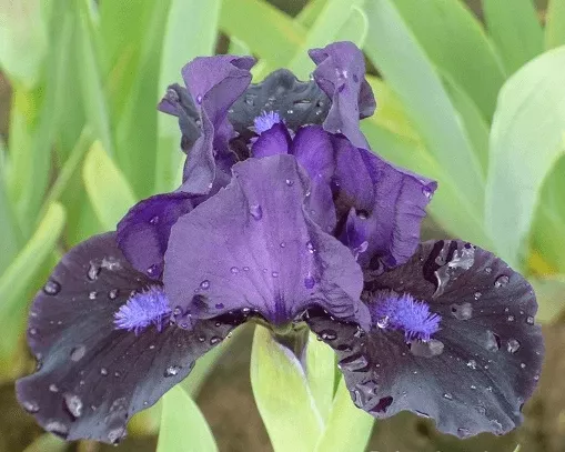 black-lightning Black Lightning