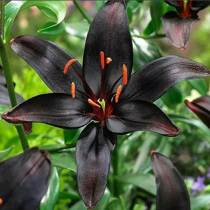 black-lily-proud-black-flower Black Lily: A Proud Black Flower
