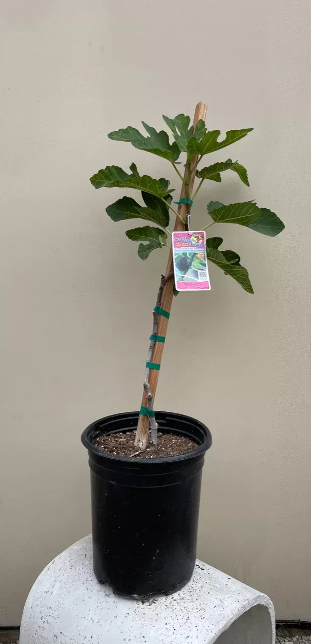 black-mission-fig Black Mission Fig