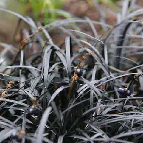 black-mondo-grass-3-5-inch-pots-minimum-quantity-25-plants Black Mondo Grass - 3.5 inch Pots (Minimum Quantity: 25 Plants)