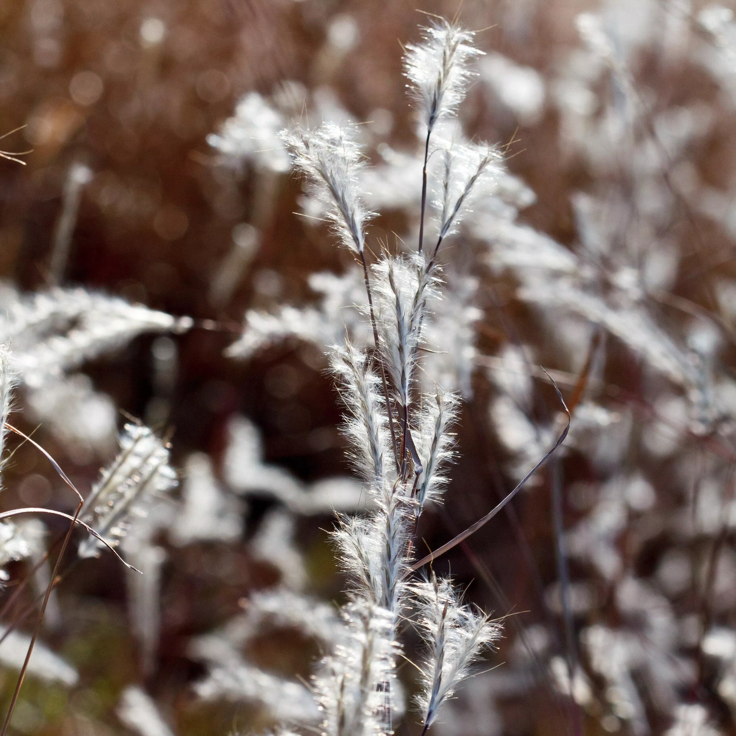 Black Mountain Bluestem