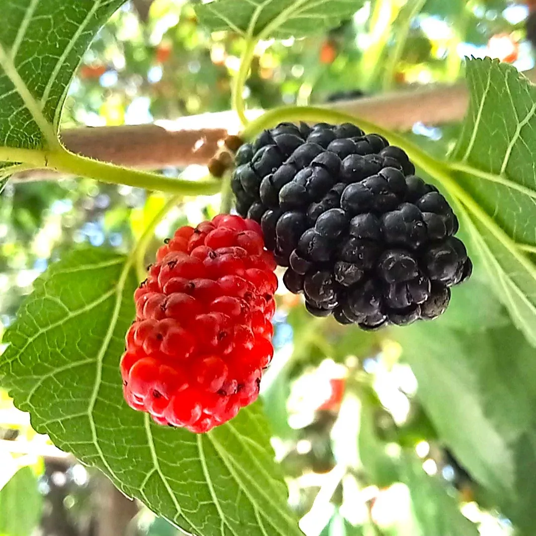 black-mulberry-tree Black Mulberry Tree