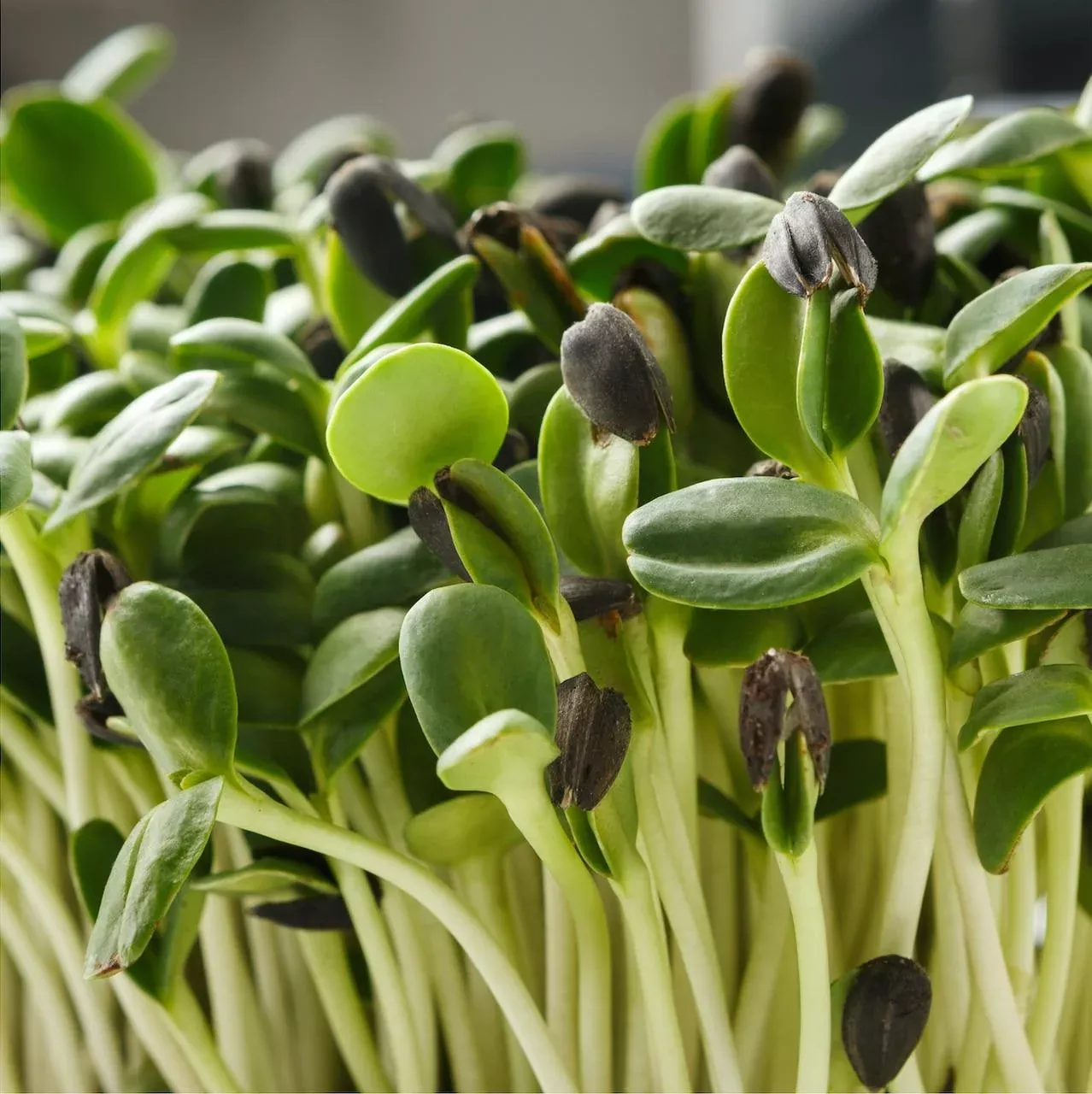 black-oil-sunflower-seeds-microgreens Black Oil Sunflower Seeds (Microgreens)