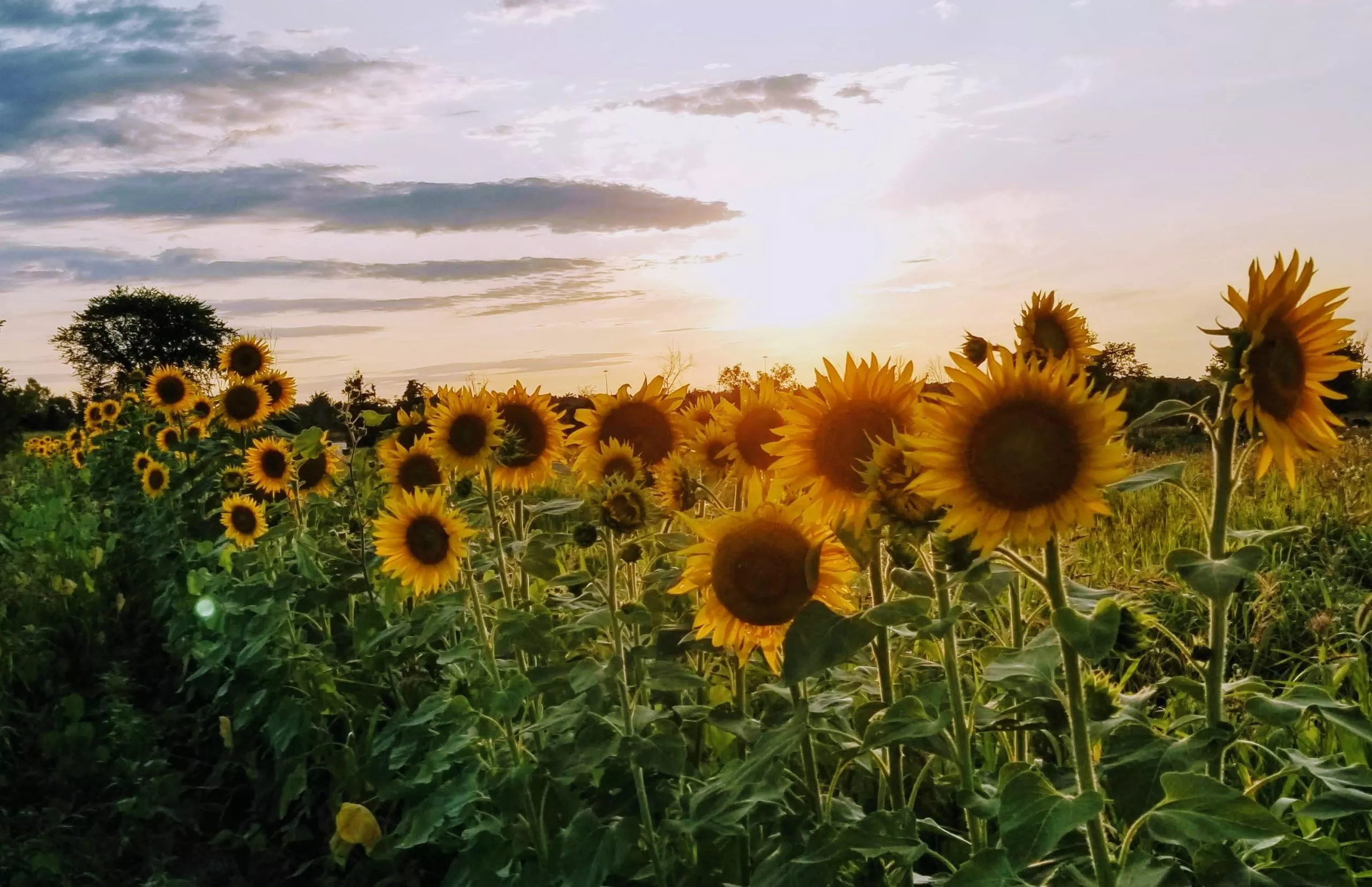 black-oil-sunflower Black Oil Sunflower