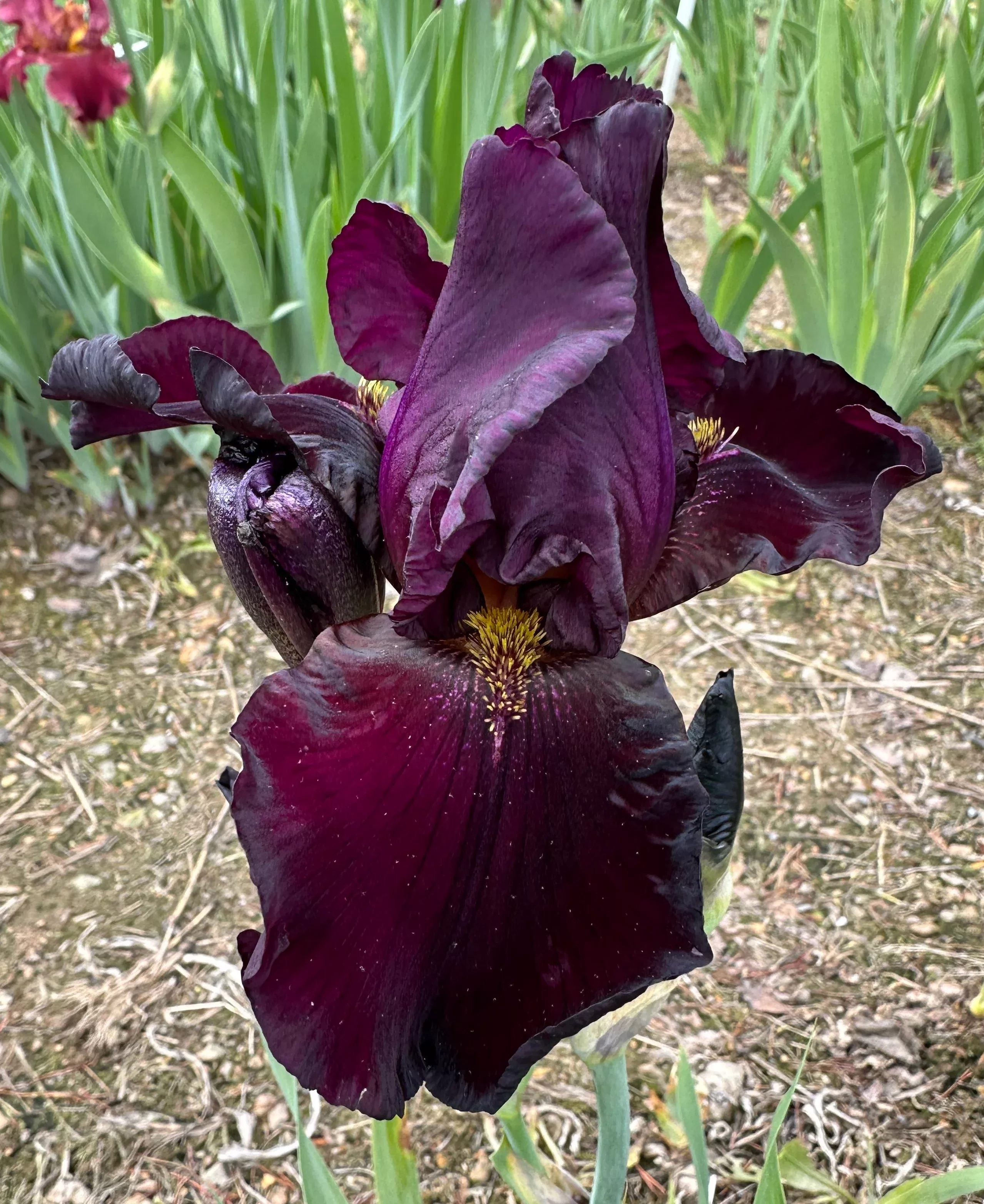 black-pansy Black Pansy