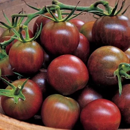 black-pearl-tomato-seeds Black Pearl Tomato Seeds