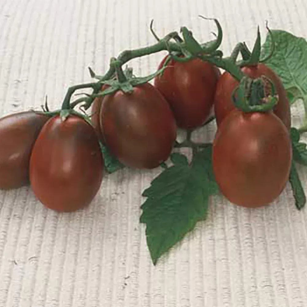 black-plum-tomato Black Plum Tomato