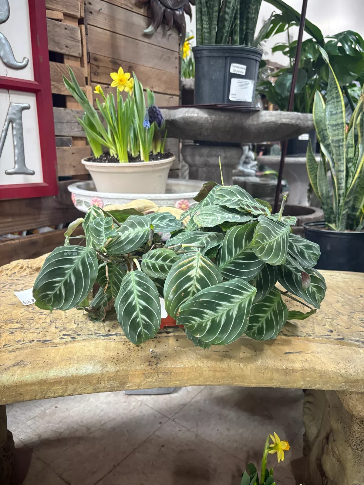 black-prayer-plant Black Prayer Plant