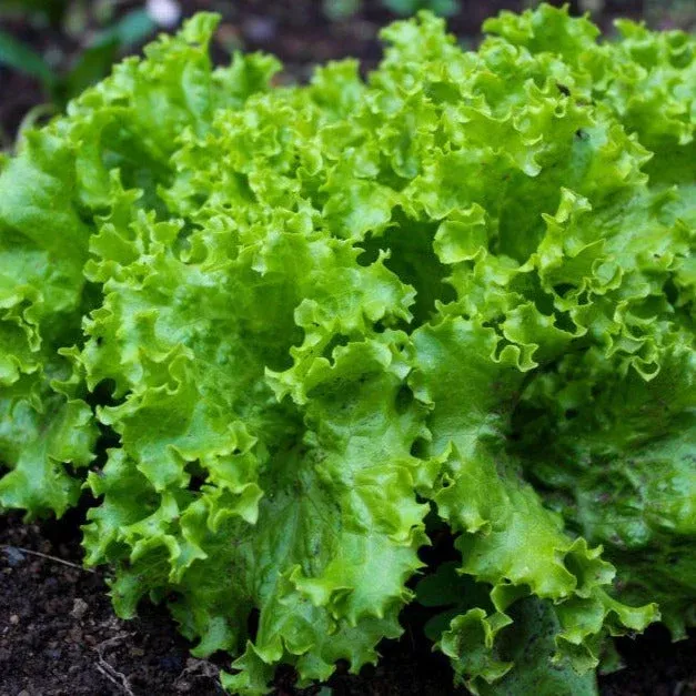 black-seeded-simpson-green-leaf-lettuce Black Seeded Simpson Green Leaf Lettuce