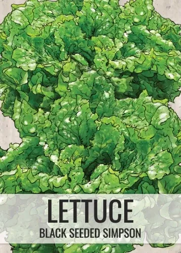 black-seeded-simpson-lettuce-seeds-planting-lactuca-sativa Black Seeded Simpson Lettuce Seeds For Planting (Lactuca sativa)