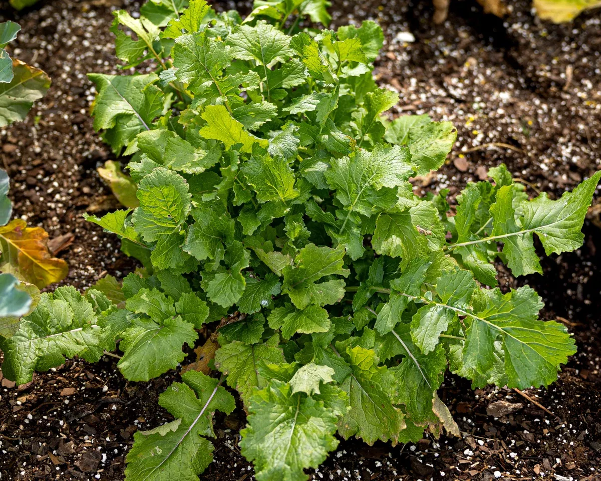black-seeded-simpson-lettuce-seeds Black Seeded Simpson Lettuce Seeds