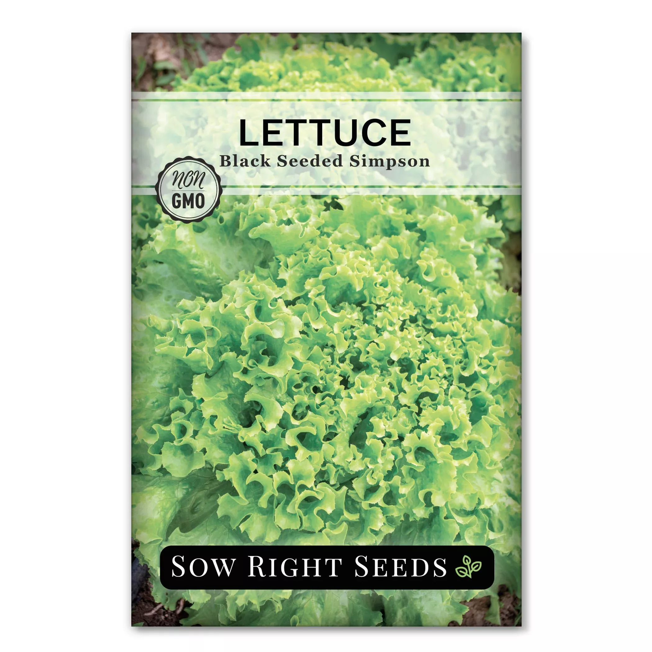 black-seeded-simpson-lettuce Black Seeded Simpson Lettuce