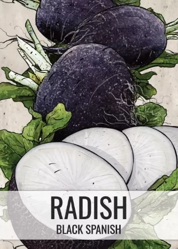 black-spanish-radish-seeds-planting-raphanus-sativus Black Spanish Radish Seeds For Planting (Raphanus sativus)