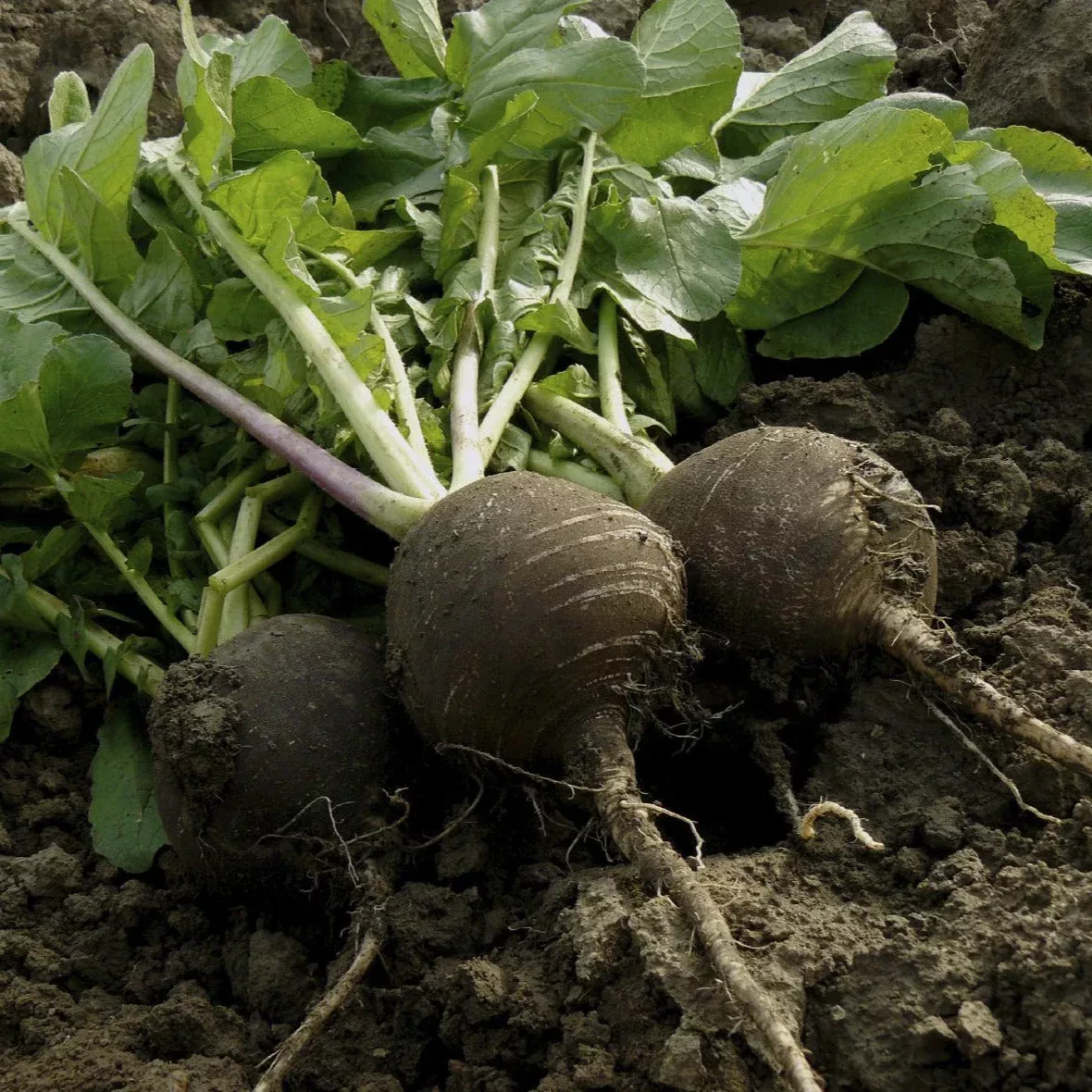 black-spanish-round-radish Black Spanish Round Radish