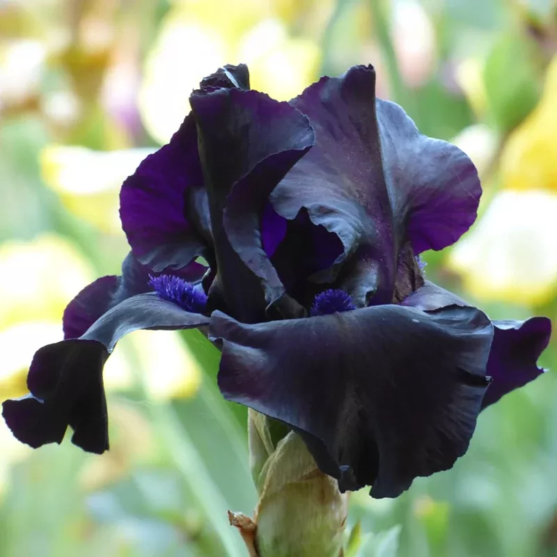 black-suited-bearded-iris Black Suited Bearded Iris