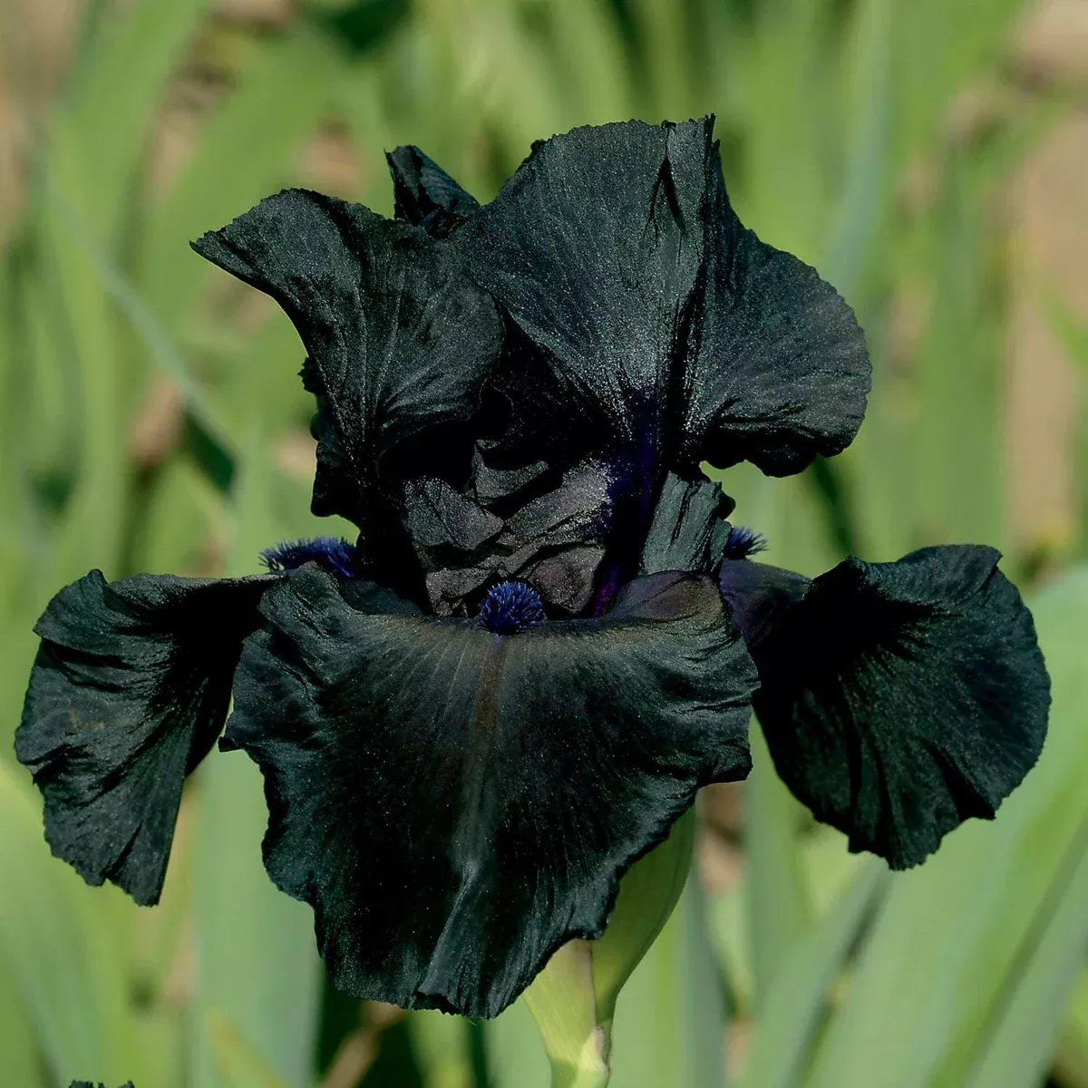black-suited-fragrant-black-iris-potted-quart-pot Black Suited Fragrant Black Iris Potted Quart Pot