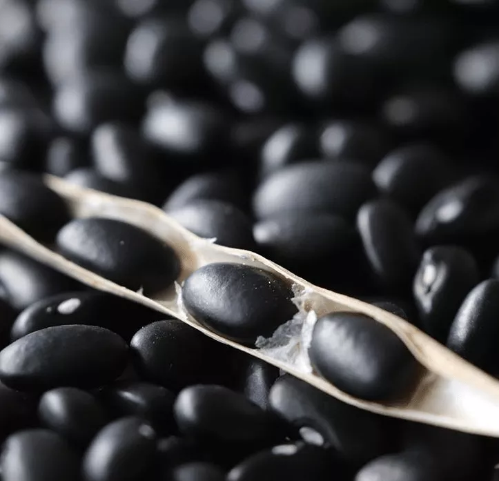 Black Turtle Bean