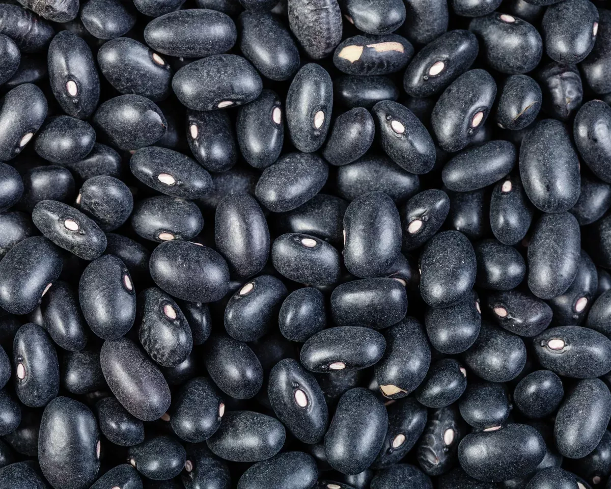 black-turtle-bush-bean-seeds Black Turtle Bush Bean Seeds