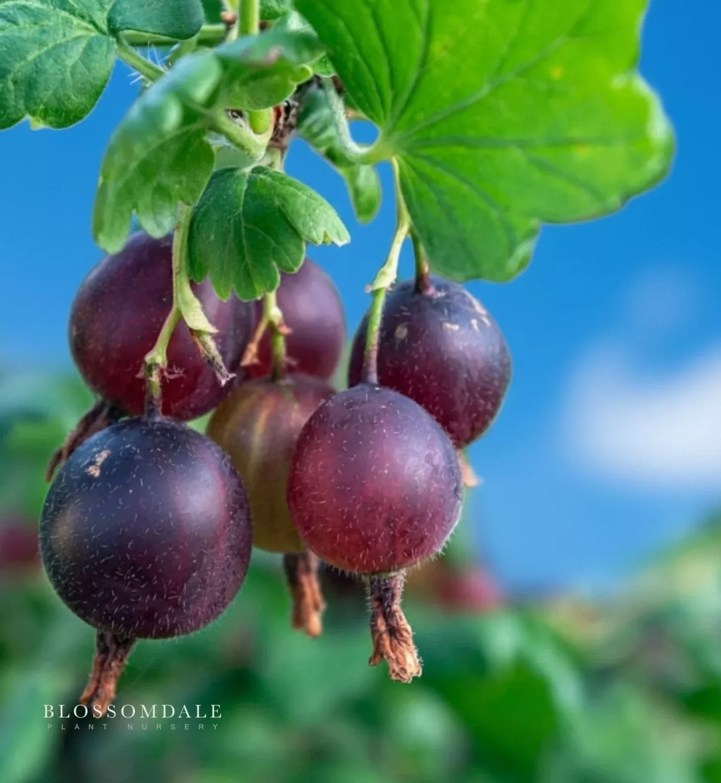 black-velvet-gooseberry-shrub Black Velvet Gooseberry Shrub