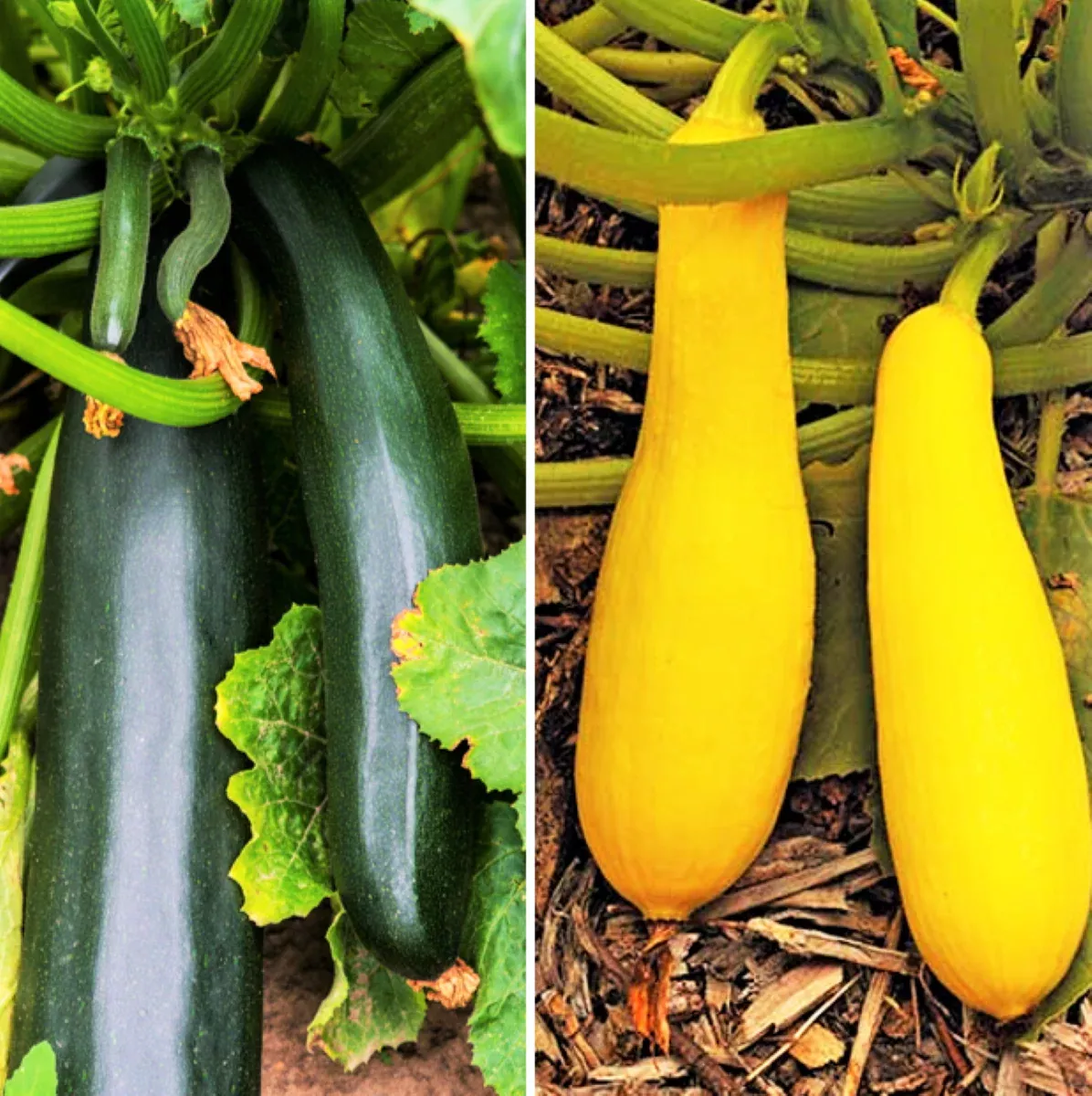 black-yellow-summer-squash-seeds-mix-combination-pack Black and Yellow Summer Squash Seeds Mix - Combination Pack