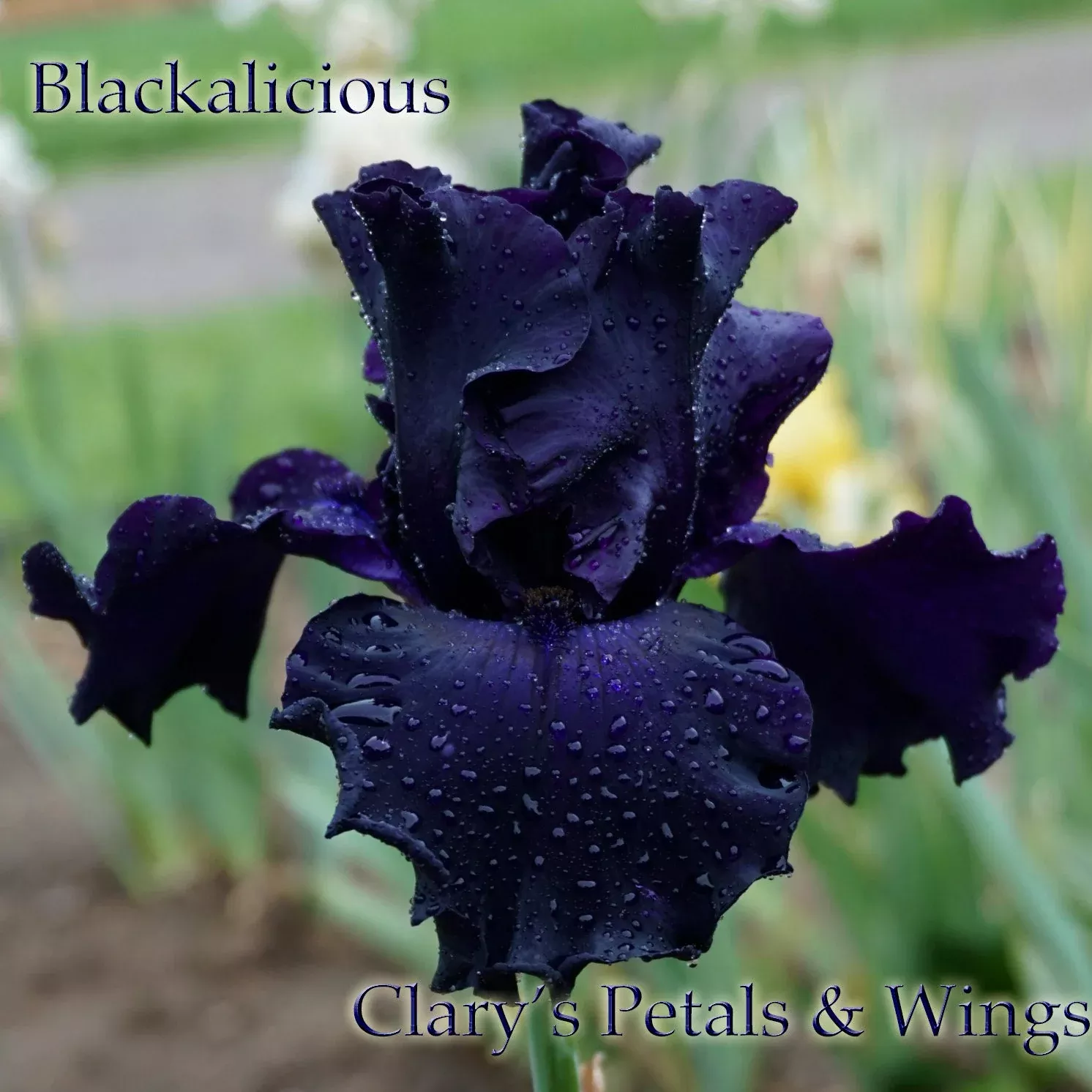 blackalicious-2006-tb BLACKALICIOUS - 2006 - TB