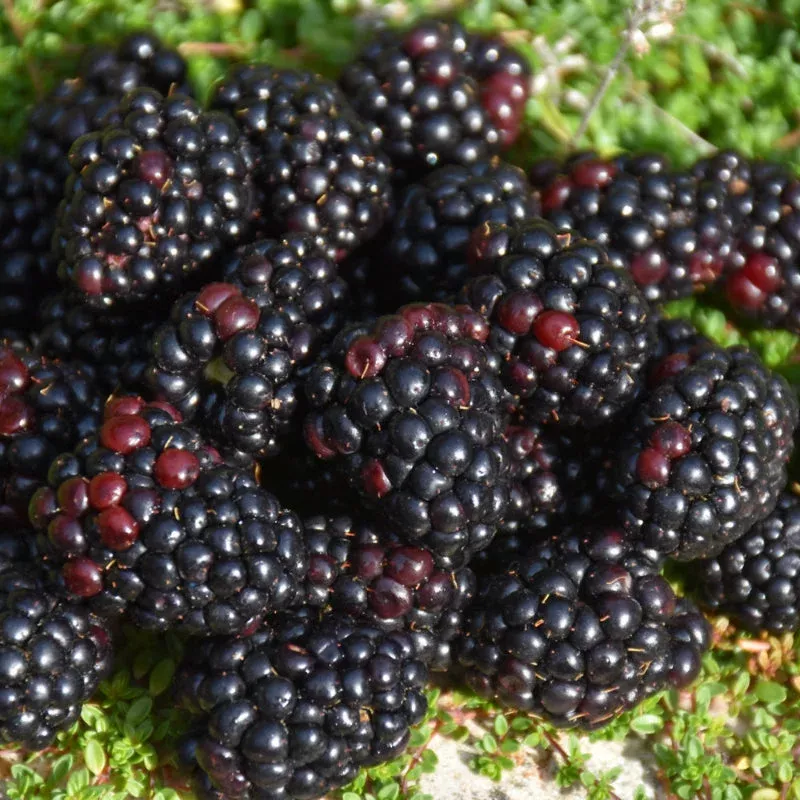 Blackberry - Black Satin