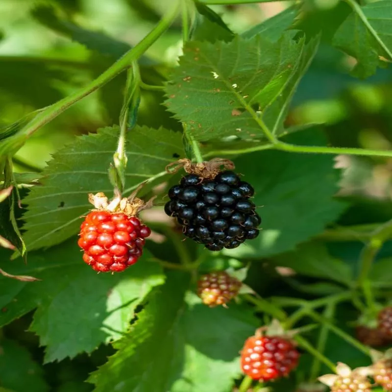 blackberry-von Blackberry 'Von'