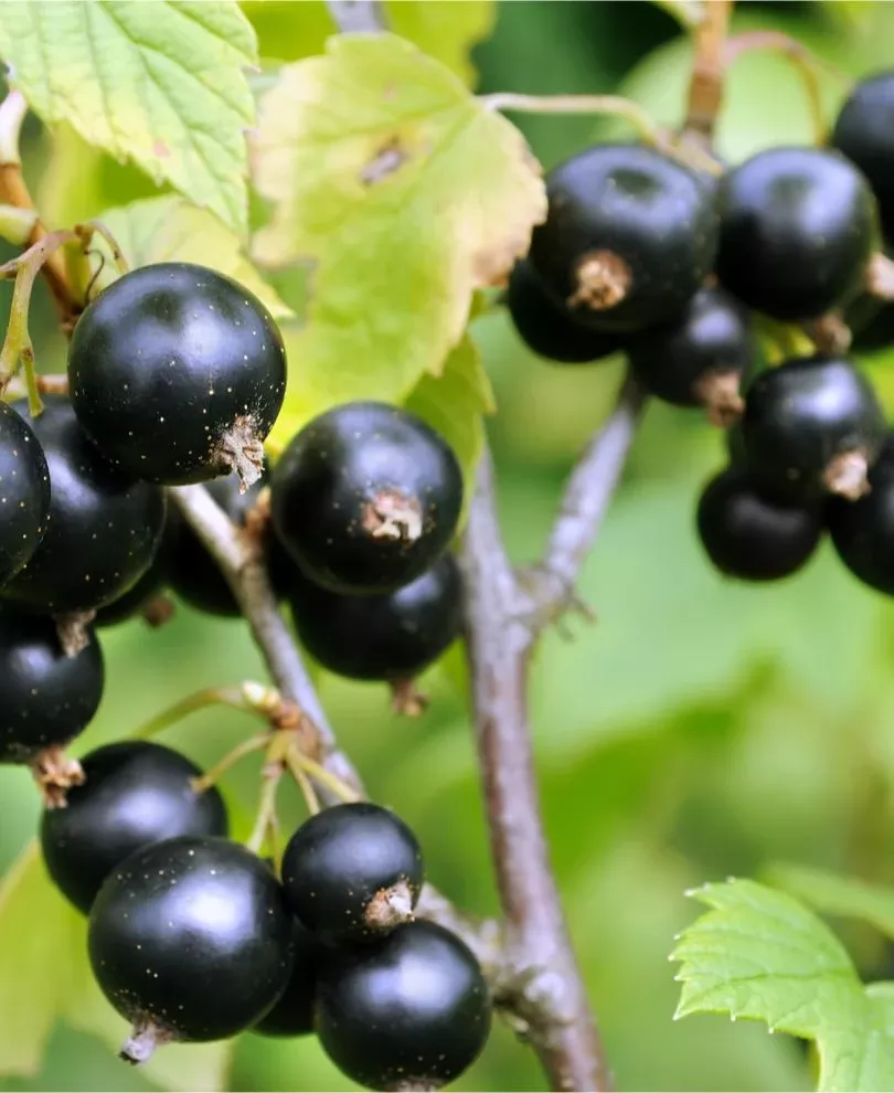 blackdown-black-currant Blackdown Black Currant