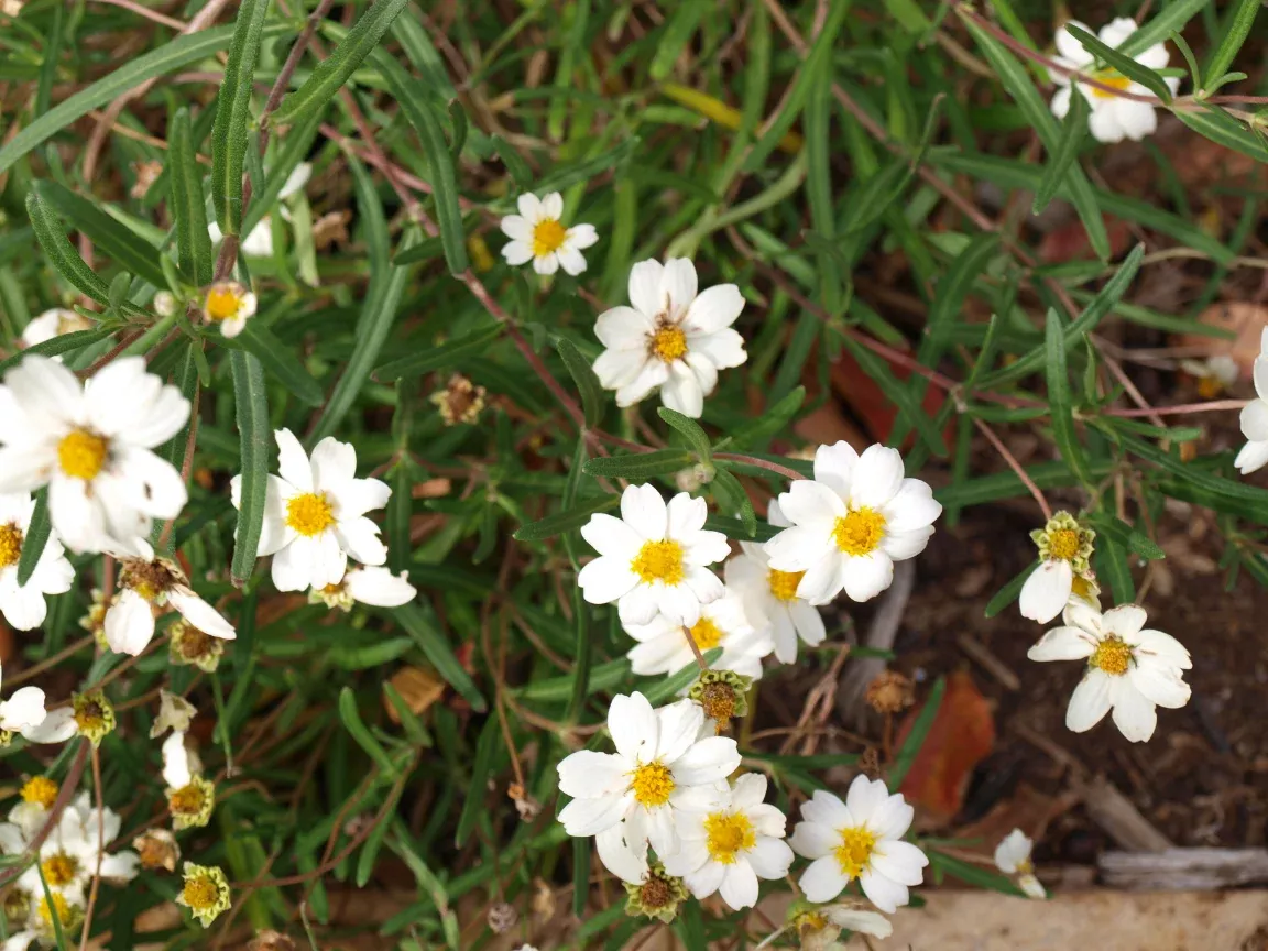 blackfoot-daisy Blackfoot Daisy