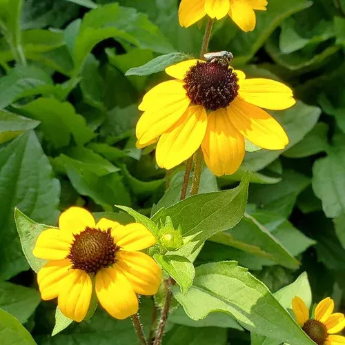 blackjack-gold-black-eyed-susan Blackjack Gold Black Eyed Susan