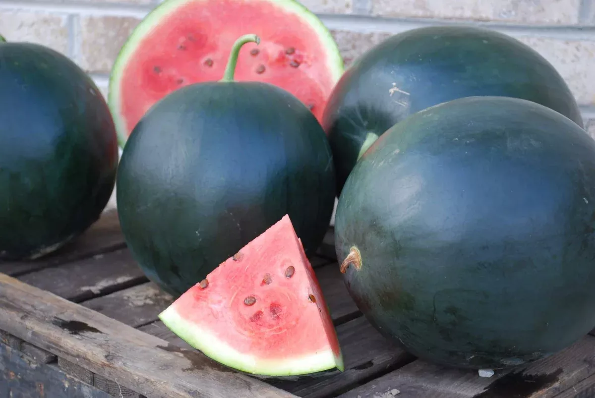 blacktail-mountain-watermelon-seeds Blacktail Mountain Watermelon Seeds