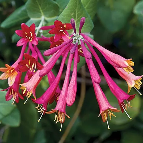 blanche-sandman-honeysuckle-vine Blanche Sandman Honeysuckle Vine