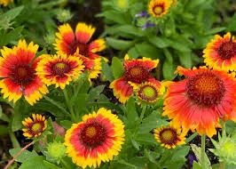 blanket-flower-arizona-sun-5-5 Blanket Flower: 'Arizona Sun' - 5.5"