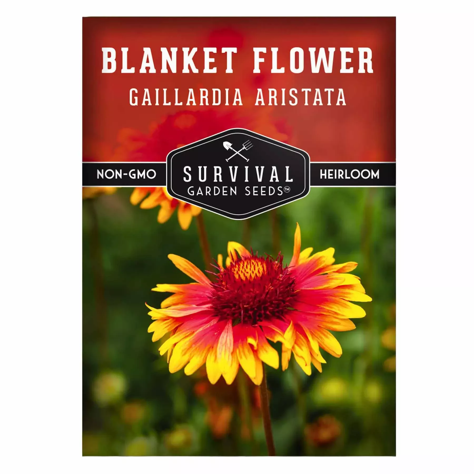 blanket-flower-seeds-firewheel-gaillardia-pulchella-wildflower-xeriscaping-heat- Blanket Flower Seeds (Firewheel) – Gaillardia pulchella Wildflower for Xeriscaping, Heat & Drought Tolerance