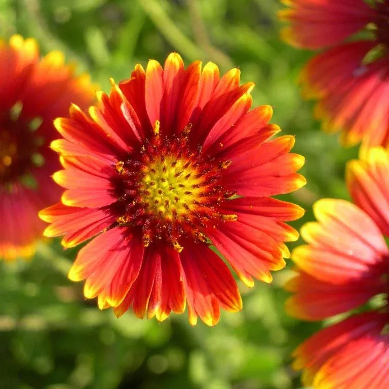 blanket-flower-seeds-gaillardia Blanket Flower Seeds (Gaillardia)