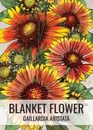 blanket-flower-seeds-planting-gaillardia-aristata Blanket Flower Seeds For Planting (Gaillardia aristata)